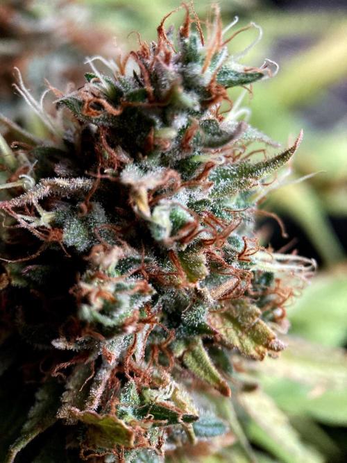 3M 👩 Runtz & Brazil. Week 20