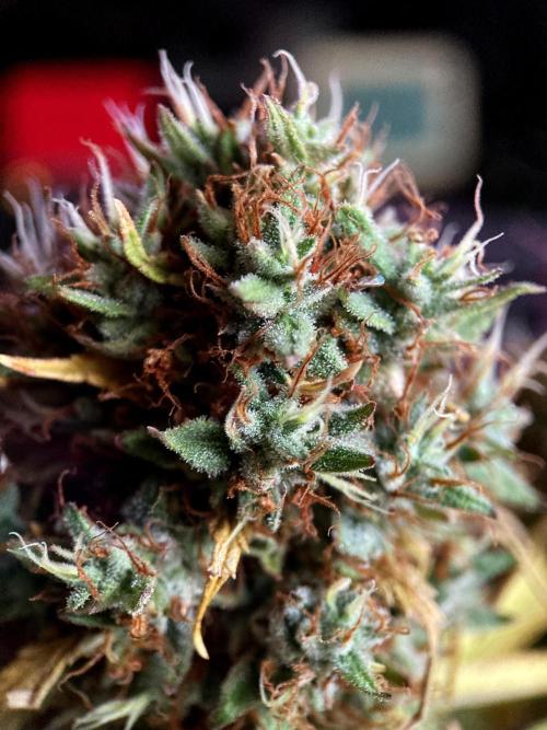 3M 👩 Runtz & Brazil. Week 20