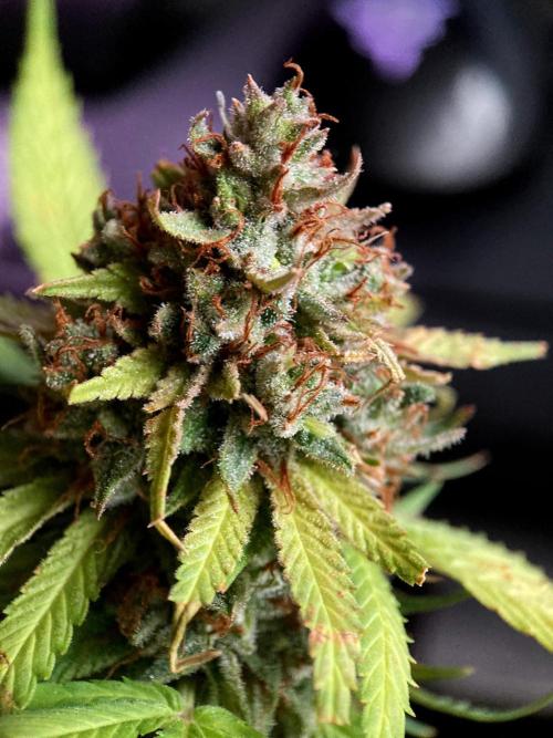 3M 👩 Runtz & Brazil. Week 20