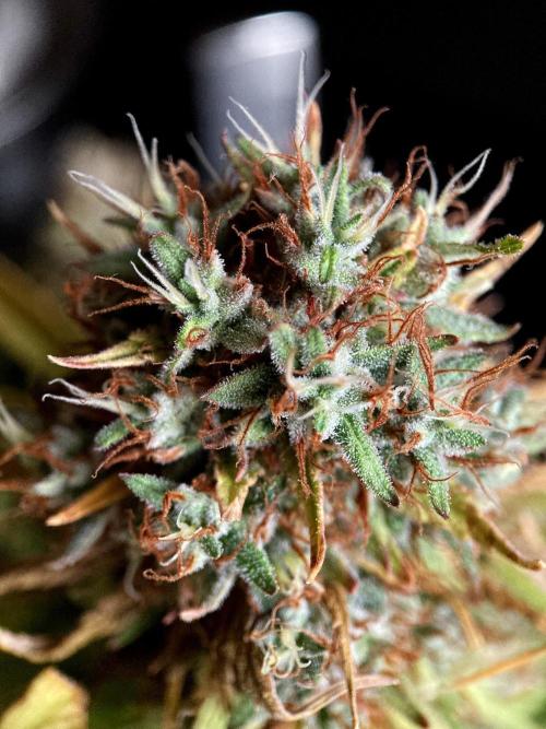 3M 👩 Runtz & Brazil. Week 20
