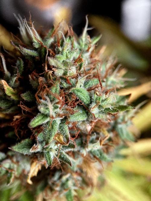 3M 👩 Runtz & Brazil. Week 20