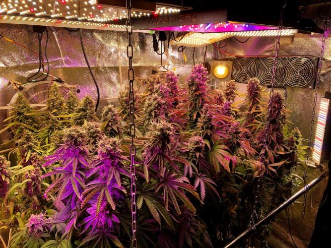 3M 👩 Runtz & Brazil. Week 20