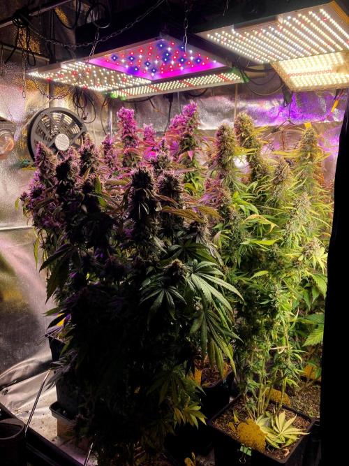 3M 👩 Runtz & Brazil. Week 20