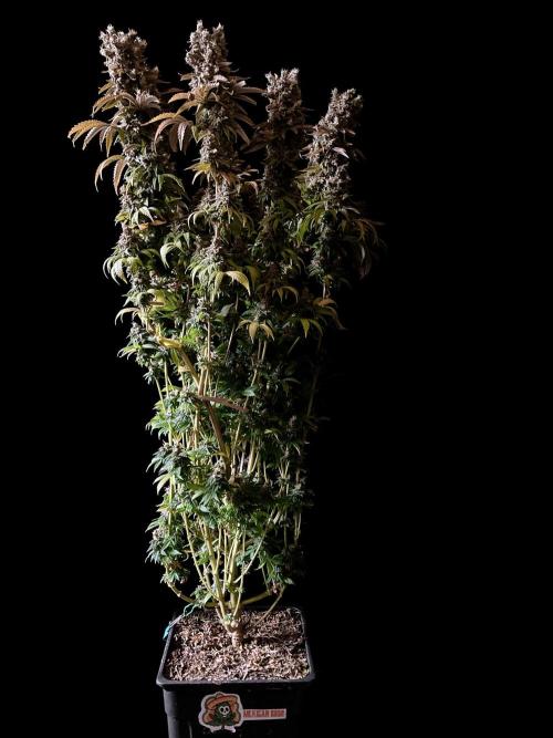 3M 🌮 Mexican Rush. Week 20