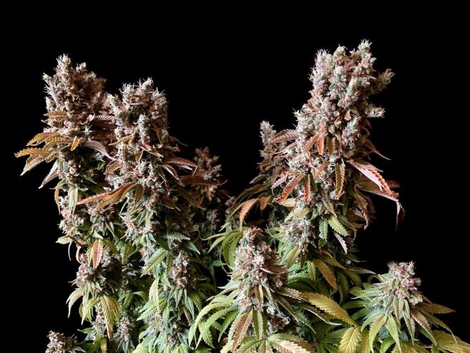 3M 🌮 Mexican Rush. Week 20