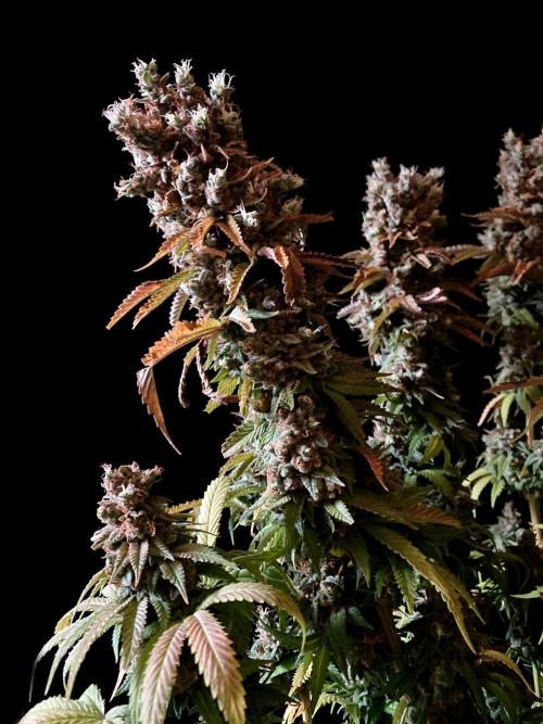 3M 🌮 Mexican Rush. Week 20