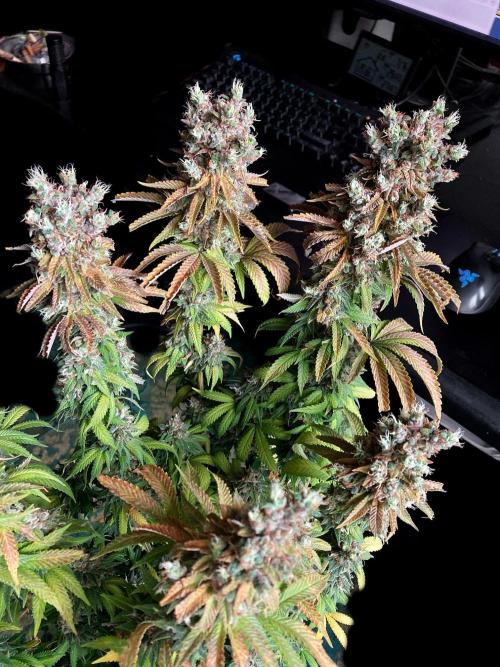 3M 🌮 Mexican Rush. Week 20