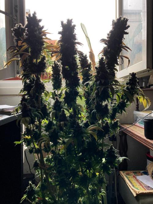 3M 🌮 Mexican Rush. Week 20