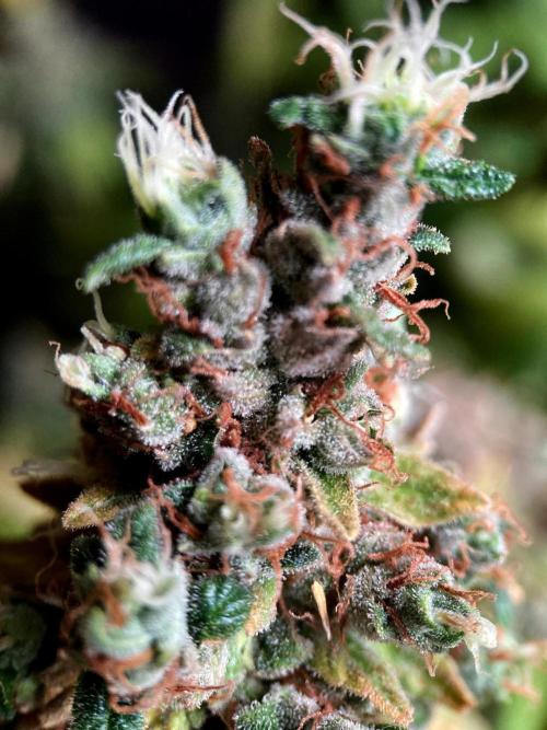 3M 🌮 Mexican Rush. Week 20