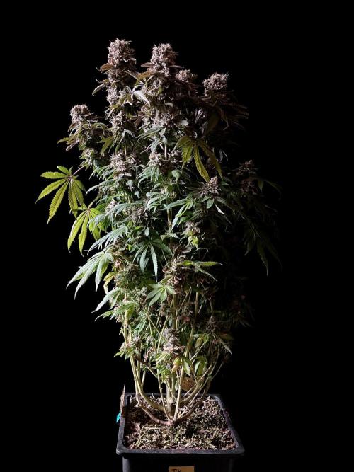 3M 🔺 Tutankhamon. Week 19