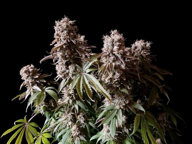3M 🔺 Tutankhamon. Week 19