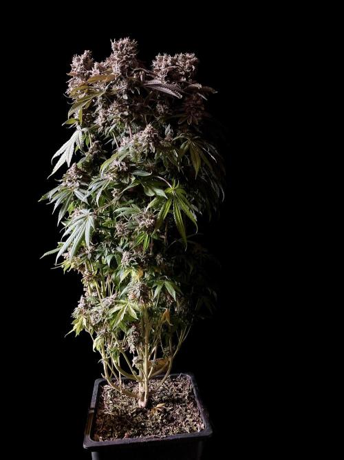 3M 🔺 Tutankhamon. Week 19