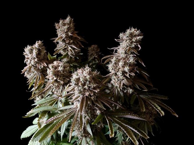 3M 🔺 Tutankhamon. Week 19