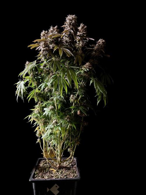 3M 🔺 Tutankhamon. Week 19