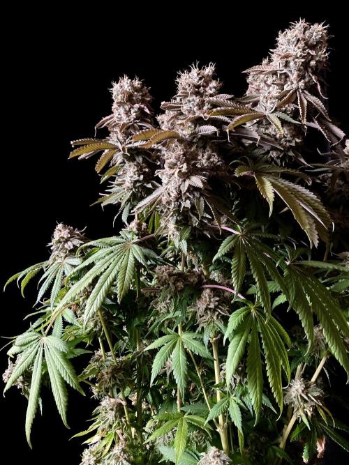 3M 🔺 Tutankhamon. Week 19