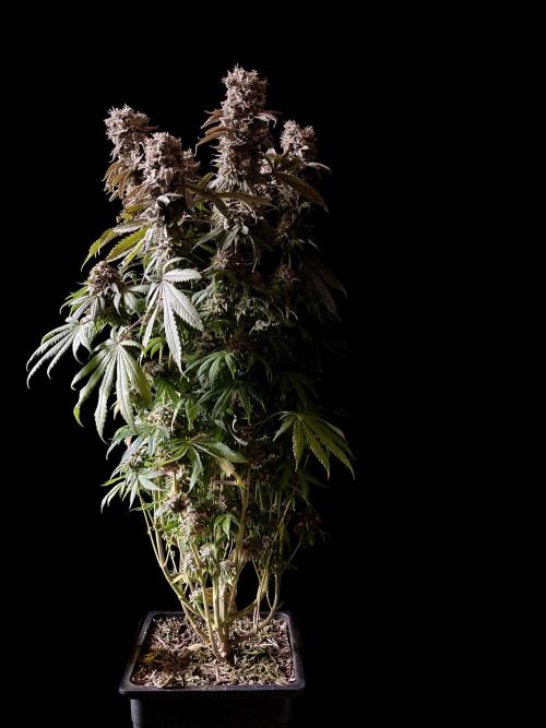 3M 🔺 Tutankhamon. Week 19