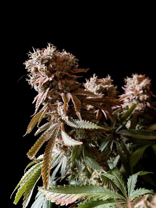 3M 🔺 Tutankhamon. Week 19