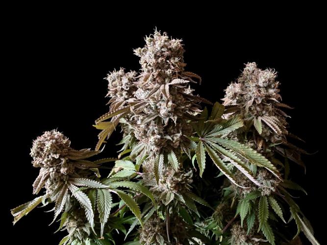 3M 🔺 Tutankhamon. Week 19