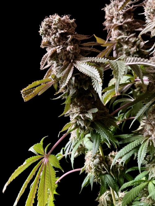 3M 🔺 Tutankhamon. Week 19