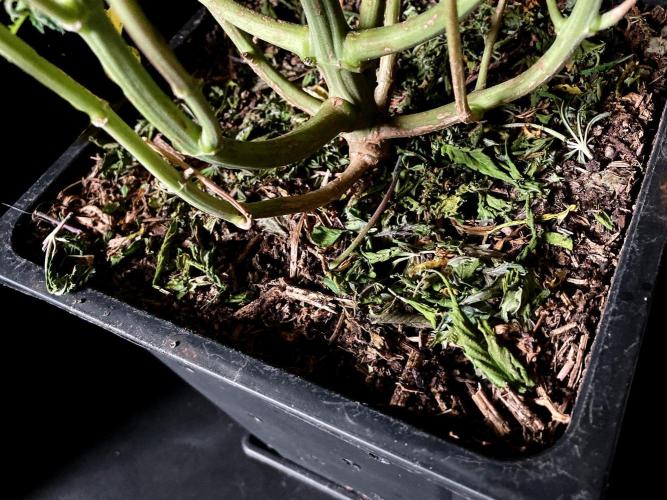 3M 🔺 Tutankhamon. Week 19 - Sacred mulch