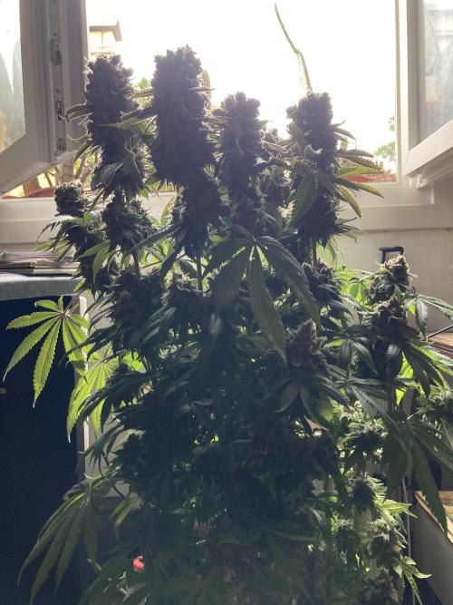 3M 🔺 Tutankhamon. Week 19