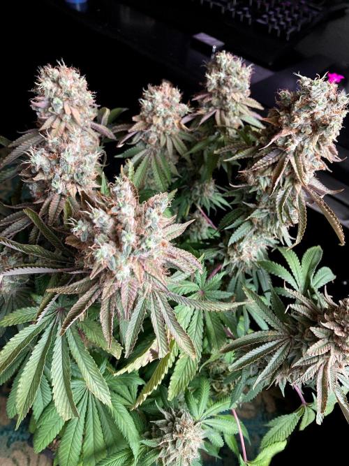 3M 🔺 Tutankhamon. Week 19