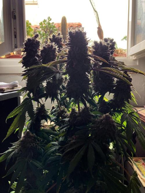3M 🔺 Tutankhamon. Week 19
