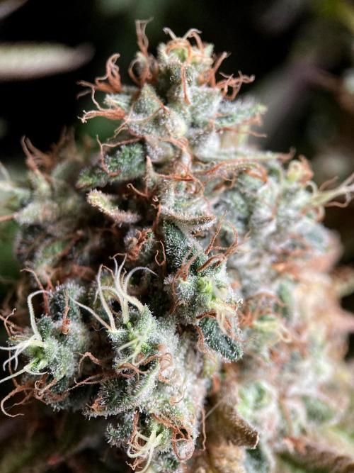3M 🔺 Tutankhamon. Week 19