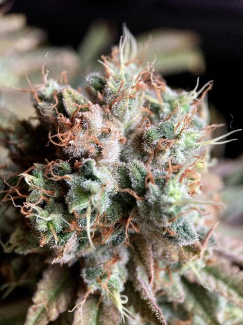 3M 🔺 Tutankhamon. Week 19