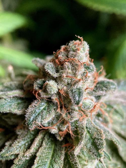 3M 🔺 Tutankhamon. Week 19