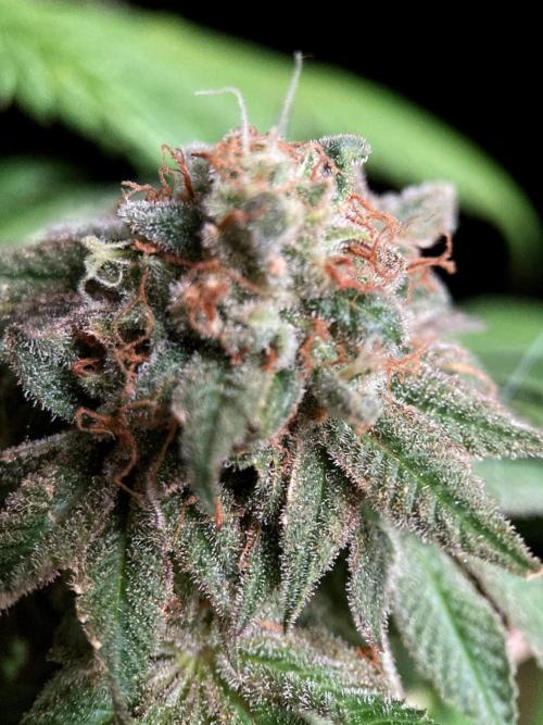 3M 🔺 Tutankhamon. Week 19