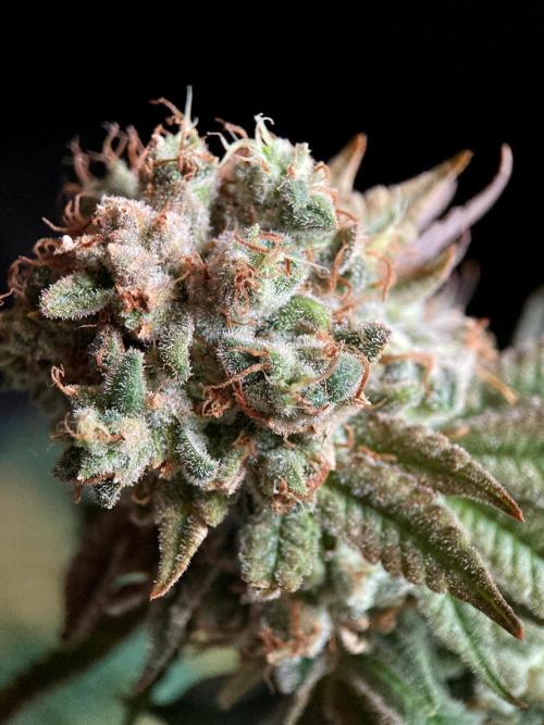 3M 🔺 Tutankhamon. Week 19