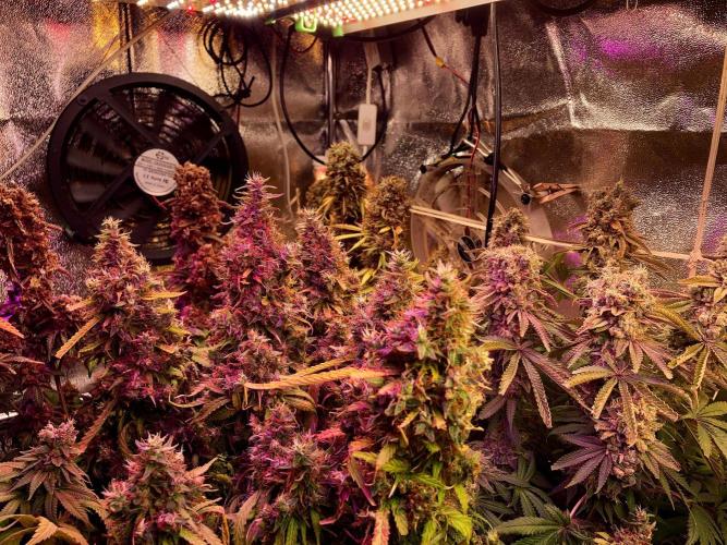 3M 🔺 Tutankhamon. Week 19
