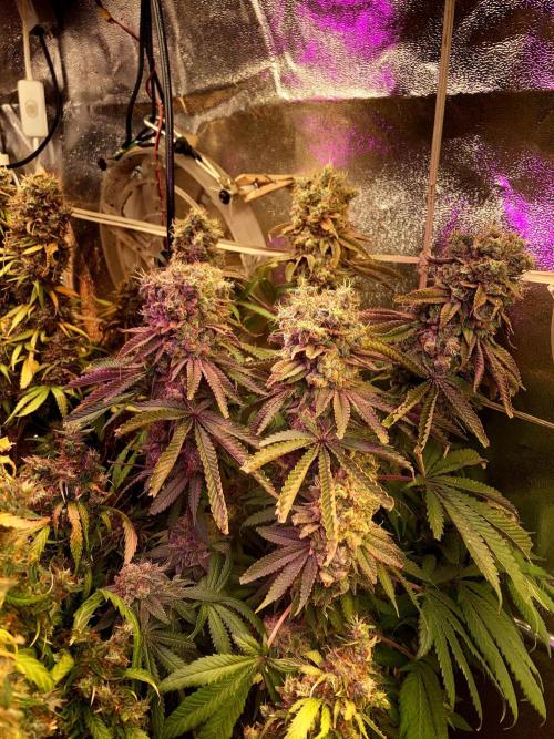 3M 🔺 Tutankhamon. Week 19 - The corner