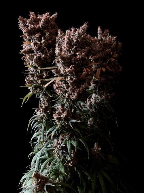 3M 🍁 NL x Thai. Week 18
