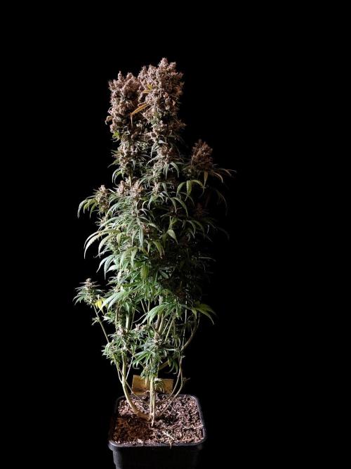 3M 🍁 NL x Thai. Week 18