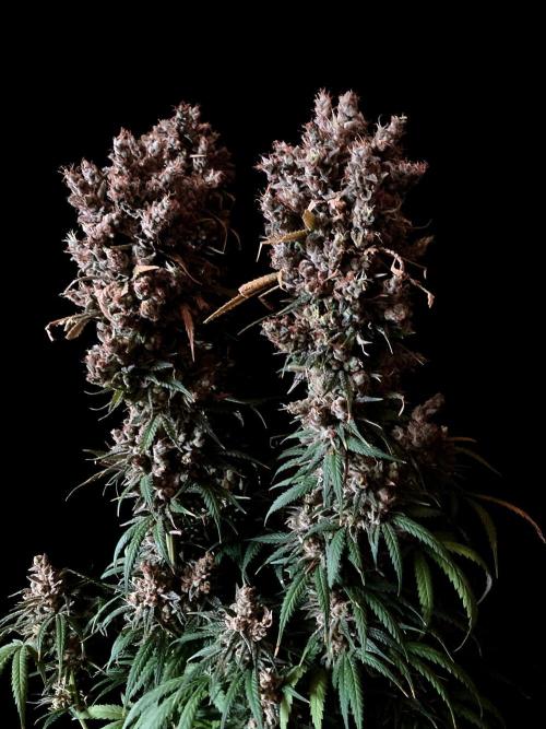3M 🍁 NL x Thai. Week 18