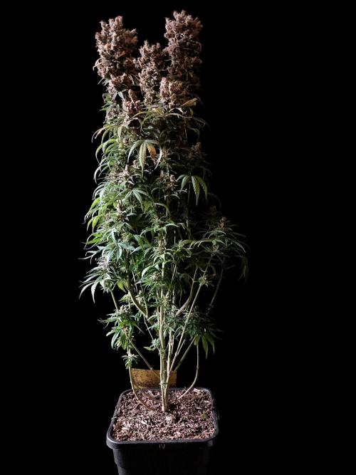 3M 🍁 NL x Thai. Week 18