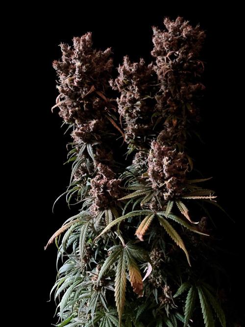 3M 🍁 NL x Thai. Week 18