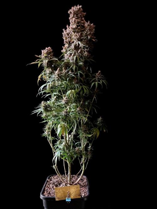 3M 🍁 NL x Thai. Week 18