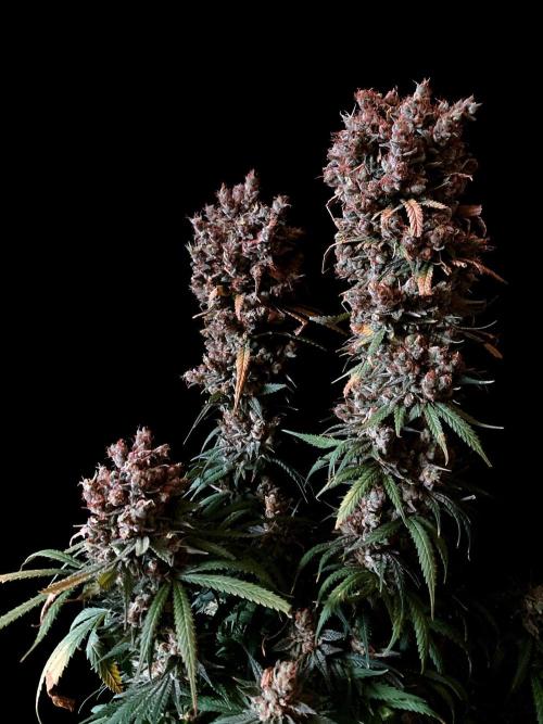 3M 🍁 NL x Thai. Week 18