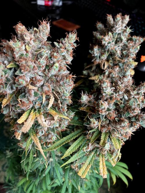 3M 🍁 NL x Thai. Week 18