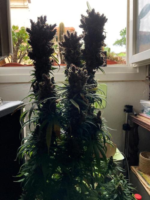 3M 🍁 NL x Thai. Week 18