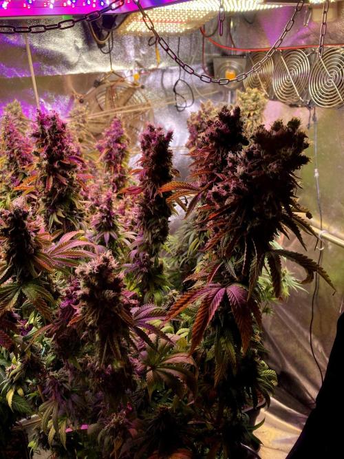 3M 🍁 NL x Thai. Week 18
