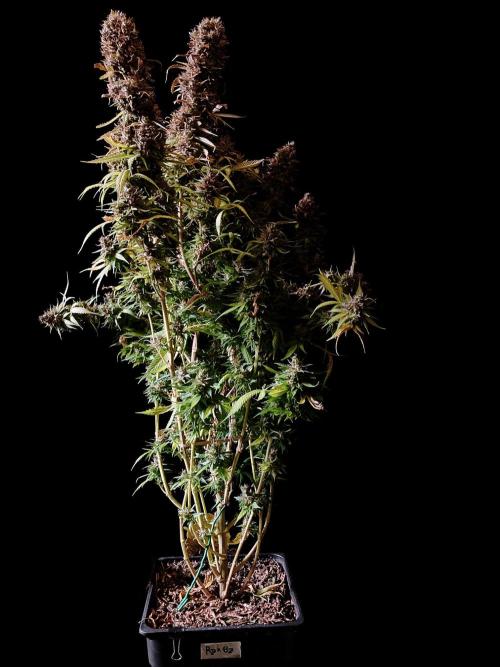 3M 👩 Runtz & Brazil. Week 21