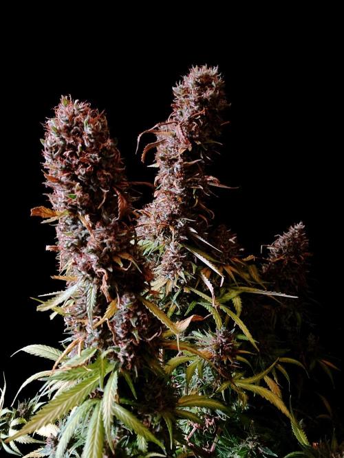 3M 👩 Runtz & Brazil. Week 21