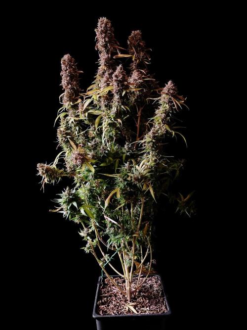 3M 👩 Runtz & Brazil. Week 21