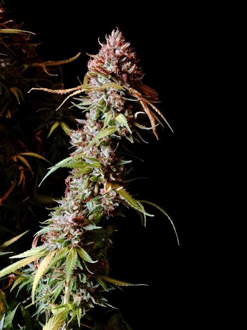 3M 👩 Runtz & Brazil. Week 21
