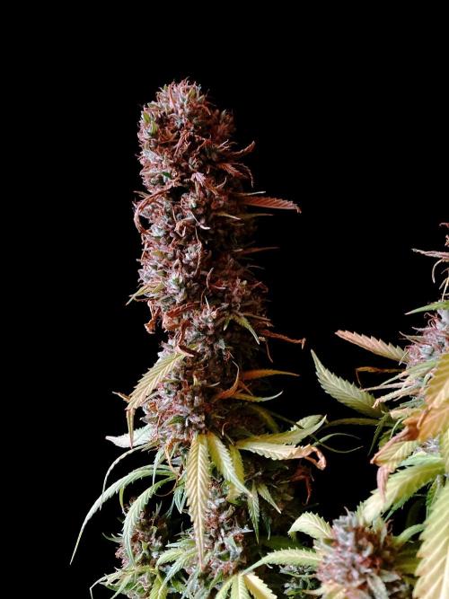 3M 👩 Runtz & Brazil. Week 21