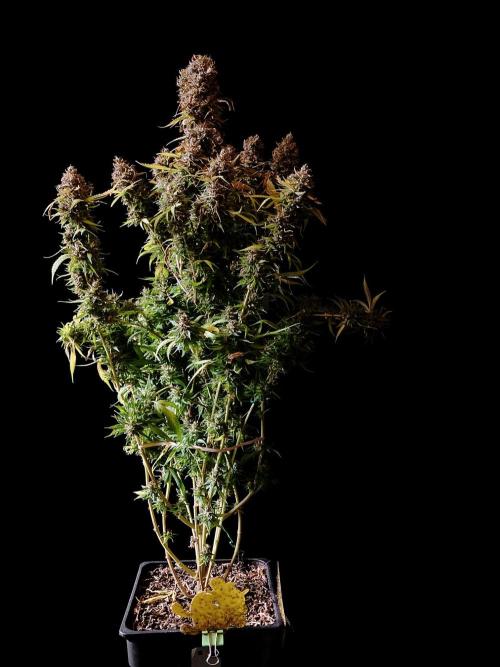 3M 👩 Runtz & Brazil. Week 21